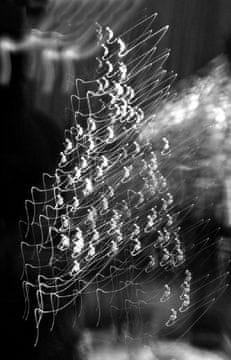 Pelcasa Light Tree - 70x100 cm