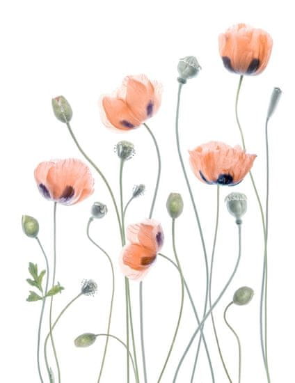 Pelcasa Poppies - 21x30 cm