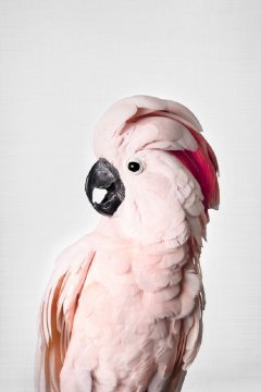 Pelcasa Pink Cockatoo - 50x70 cm