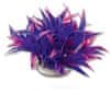happet Folija rastlina 10cm 1f25 Happet