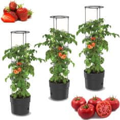 botle 3x Paradižnik v loncu jagode fižol kumare 35 cm