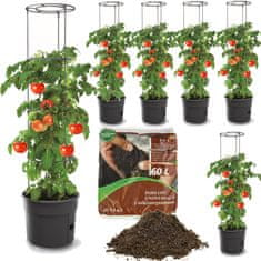 botle 6x Lonec Paradižnik jagode fižol kumare 29,5cm+ Zemlja, univerzalni substrat 60L
