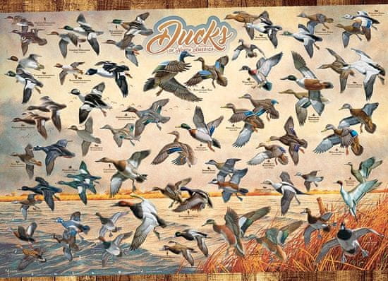 Cobble Hill Puzzle Ducks of North America 1000 kosov