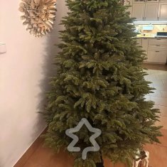 Božično drevo Nordmann jelka 220 cm