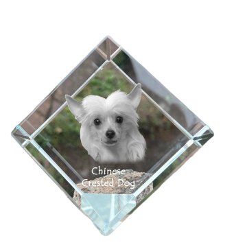 Artdog Kitajski čopasti pes - kristalna kocka s fotografijo, fotografija konja v kristalu, kubični obtežilnik za papir Art-Dog