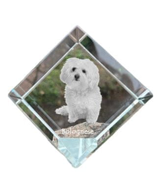 Artdog Bolognese, Bolognese - kristalna kocka s fotografijo, fotografija konja v kristalu, kubični obtežilnik za papir Art-Dog