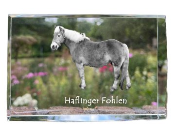 Artdog Haflinger Fohlen - kristal s fotografijo konja, fotografija v steklu, sodobna fotografska razstava Art-Dog