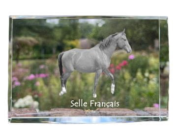 Artdog Selle Francais - kristal s fotografijo konja, fotografija v steklu, sodobna fotografska razstava Art-Dog