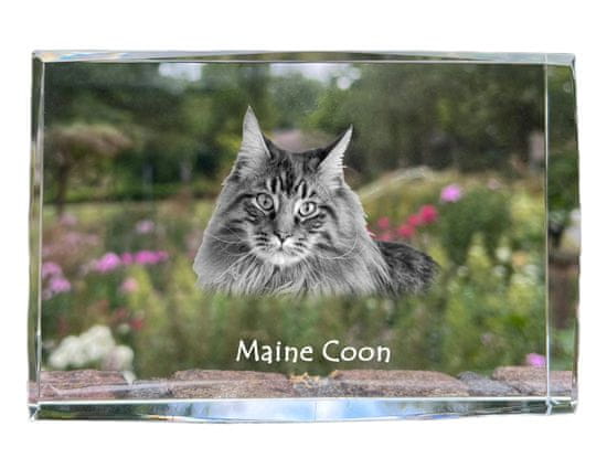 Artdog Maine Coon - kristal s fotografijo mačke, fotografija v steklu, sodobna fotografska razstava Art-Dog