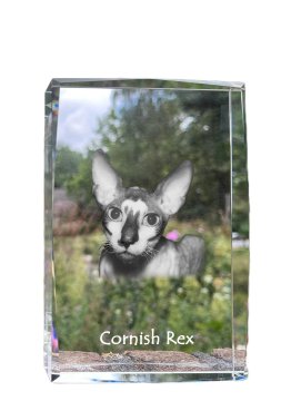 Artdog Cornish Rex - kristal s fotografijo mačke, fotografija v steklu, sodobna fotografska razstava Art-Dog