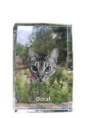Artdog Ocicat - kristal s fotografijo mačke, fotografija v steklu, sodobna fotografska razstava Art-Dog