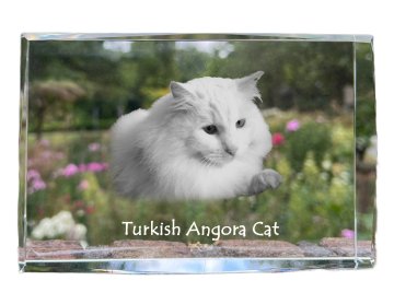 Artdog Turška angora - kristal s fotografijo mačke, fotografija v steklu, sodobna fotografska razstava Art-Dog