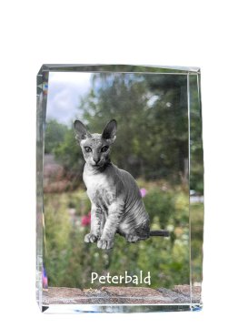 Artdog Peterbald - kristal s fotografijo mačke, fotografija v steklu, sodobna fotografska razstava Art-Dog