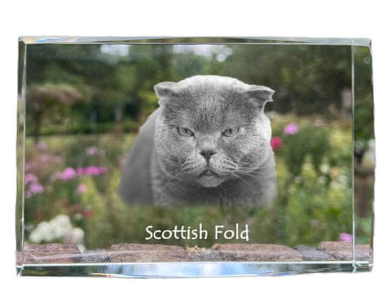 Artdog Scottish fold - kristal s fotografijo mačke, fotografija v steklu, sodobna fotografska razstava Art-Dog