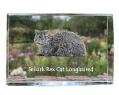 Artdog Selkirk Rex Dolgodlaka mačka - kristal s fotografijo mačke, fotografija v steklu, sodobna fotografska razstava Art-Dog