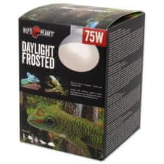 REPTI PLANET Daylight Frosted 75W žarnica