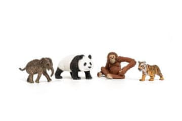 Začetni komplet Wild Life Asia