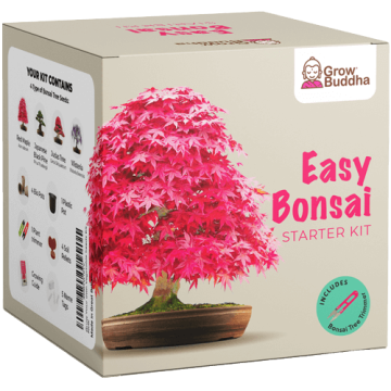 Grow Buddha Začetni set za gojenje Bonsaja, 4 vrste + 2 vrsti semen gratis