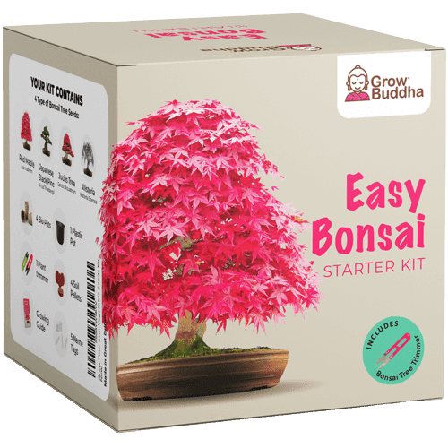 Grow Buddha Začetni set za gojenje Bonsaja, 4 vrste + 2 vrsti semen gratis
