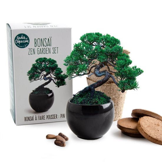 Grow Buddha SET - Bonsaj, gojenje bora Pinus Pinija + keramična posoda