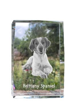 Artdog Brittany Spaniel, Epagneul Breton - kristal s fotografijo psa, fotografija v steklu, sodobna fotografska razstava Art-Dog