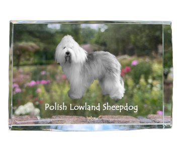 Artdog Poljski nižinski ovčar, PON - kristal s fotografijo psa, fotografija v steklu, sodobna fotografska razstava znamke Art-Dog