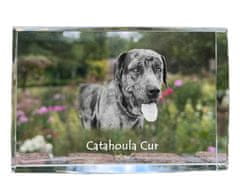 Artdog Catahoula Leopard Dog - kristal s fotografijo psa, fotografija v steklu, sodobna fotografska razstava Art-Dog