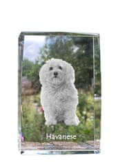 Artdog Havanka, havanka - kristal s fotografijo psa, fotografija v steklu, razstava modernih fotografij Art-Dog
