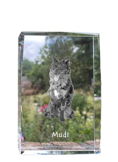 Artdog Madžarski ovčar Mudi - kristal s fotografijo psa, fotografija v steklu, sodobna fotografska razstava Art-Dog