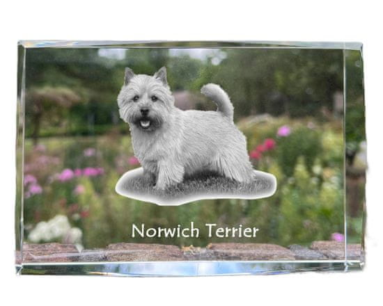 Artdog Norwich terier - kristal s fotografijo psa, fotografija v steklu, sodobna fotografska razstava znamke Art-Dog