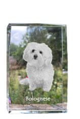Artdog Bolognese, Bolognese - kristal s fotografijo psa, fotografija v steklu, razstava modernih fotografij Art-Dog