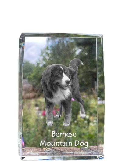 Artdog Bernski planšar, Bernski planšar - kristal s fotografijo psa, fotografija v steklu, sodobna fotografska razstava Art-Dog
