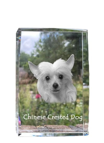 Artdog Kitajski čopasti pes - kristal s fotografijo psa, fotografija v steklu, sodobna fotografska razstava Art-Dog