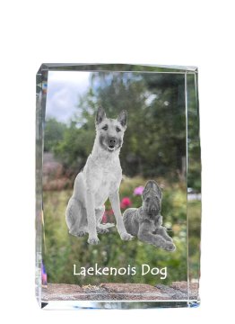 Artdog Belgijski ovčar Laekenois - kristal s fotografijo psa, fotografija v steklu, sodobna fotografska razstava Art-Dog