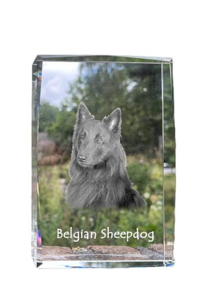 Artdog Belgijski ovčar Tervueren - kristal s fotografijo psa, fotografija v steklu, sodobna fotografska razstava Art-Dog