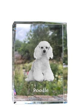 Artdog Pudelj - kristal s fotografijo psa, fotografija v steklu, sodobna razstava fotografij blagovne znamke Art-Dog