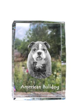 Artdog Ameriški buldog - kristal s fotografijo psa, fotografija v steklu, sodobna fotografska razstava Art-Dog