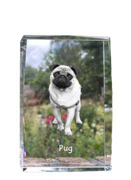 Artdog Mops, Pug, Carlin - kristal s fotografijo psa, fotografija v steklu, sodobna fotografska razstava Art-Dog