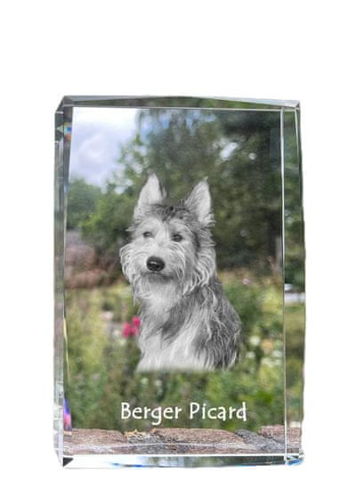 Artdog Picardy Sheepdog, Berger Picard - kristal s fotografijo psa, fotografija v steklu, sodobna fotografska razstava Art-Dog