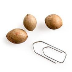 Radis et Capucine Semena Ginkgo Biloba