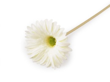 Umetna gerbera dolga - kremna svetloba