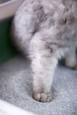 Ever Clean Senior Cat posip za mačja stranišča - 20 L