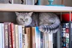 Ever Clean Senior Cat posip za mačja stranišča - 6 L