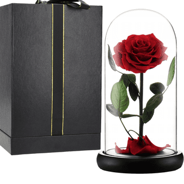 Korbi Večna rdeča vrtnica pod steklenim pokrovom