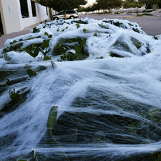 Korbi Bela umetna pajčevina za Halloween s pajki 60g