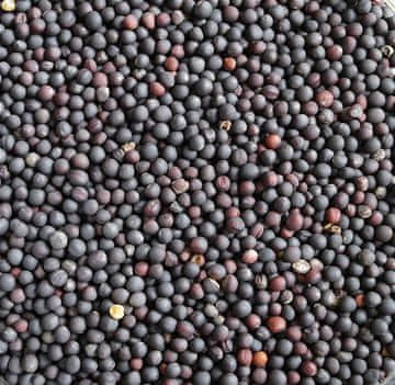 VANROBAEYS Oljna repica-hrana za ptice 1KG