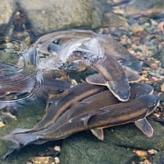 Smania Naravna vaba za ribe FishPoint | Ribolovna vaba | Vaba v spreju