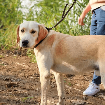 Camerazar Močan taktični povodec za pse s ročajem iz črnega najlonskega vrvi