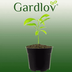 Gardlov Proizvodni lonček - set 500 kosov