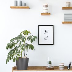 UNBRANDED 4 zalivalke za lonce 